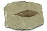 Fossil Leaf (Cedrelospermum) - Green River Formation, Utah #323363-1
